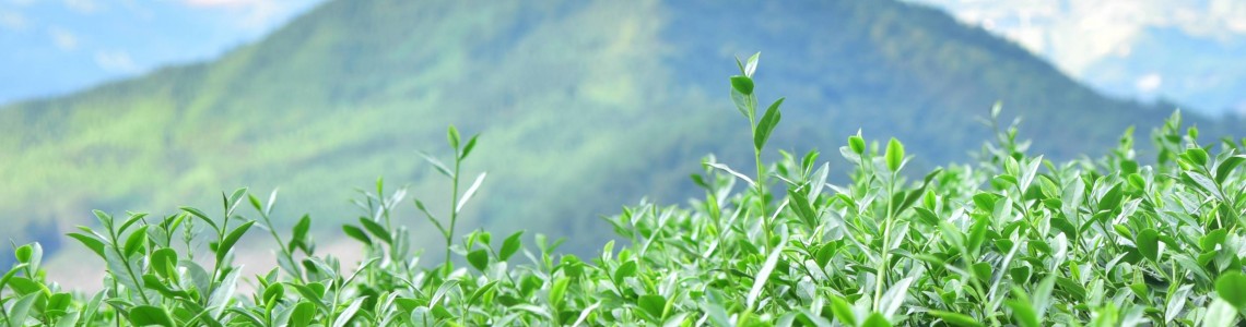 Why Tea Lovers Go Crazy for Spring Green:The Importance of Harvest Date